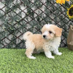 Maltipoo hembra