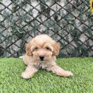 Maltipoo macho