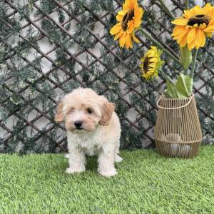 Maltipoo hembra