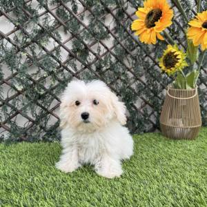 Maltipoo hembra