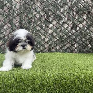 Shih Tzu Macho