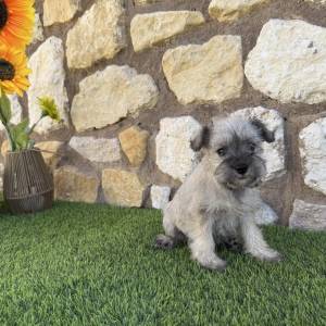 Schnauzer Miniatura Macho