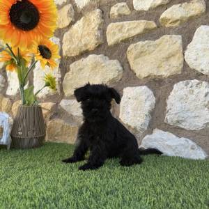 Schnauzer Miniatura hembra