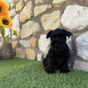 Schnauzer Miniatura Macho