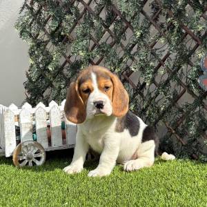 Beagle macho