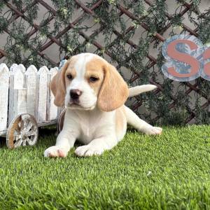 Beagle hembra