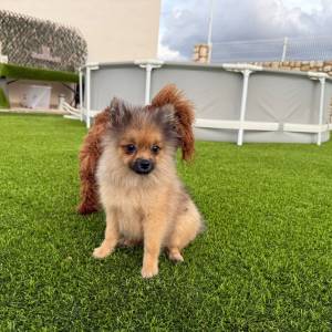 Lulú de Pomerania macho